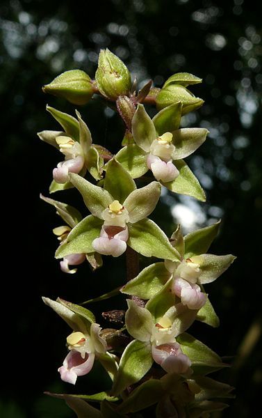 File:Epipactis purpurata 300707.jpg