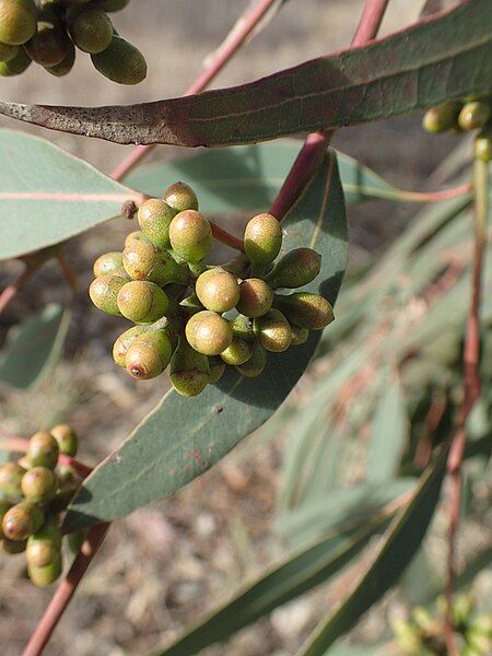 File:Eucalyptus michaeliana buds.jpg