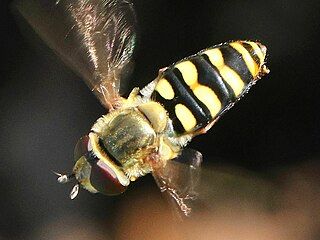 Female hovering