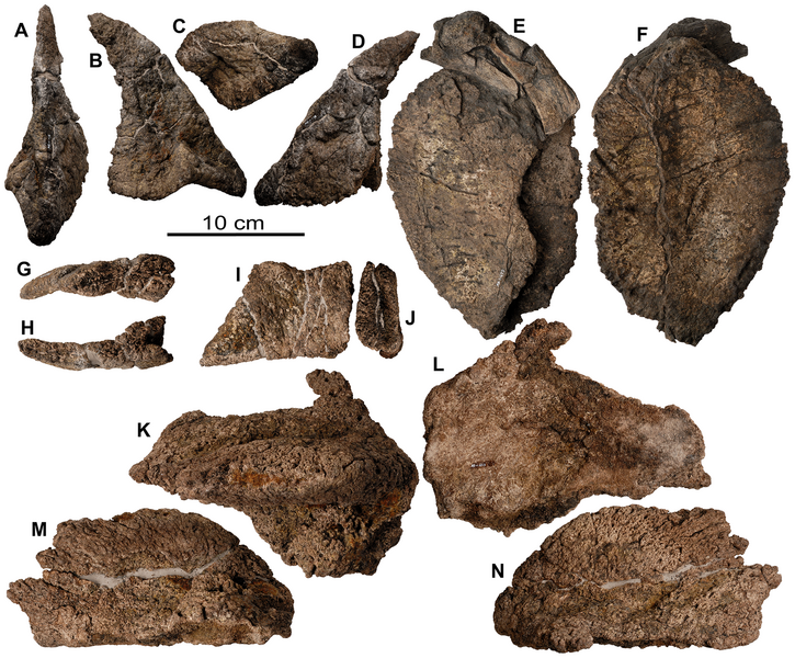 File:Europelta large osteoderms.png