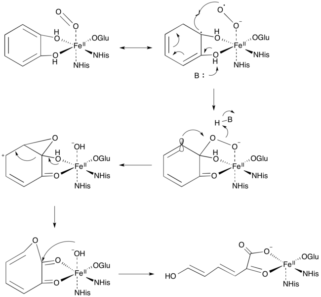 File:Extradiol Mechanism.png