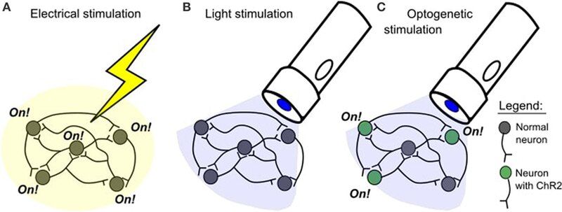 File:Figure-1.jpg