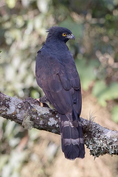 File:Gavião-pega-macaco (Spizaetus tyrannus).jpg