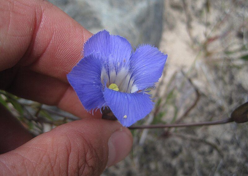 File:Gentianopsis virgata.jpg