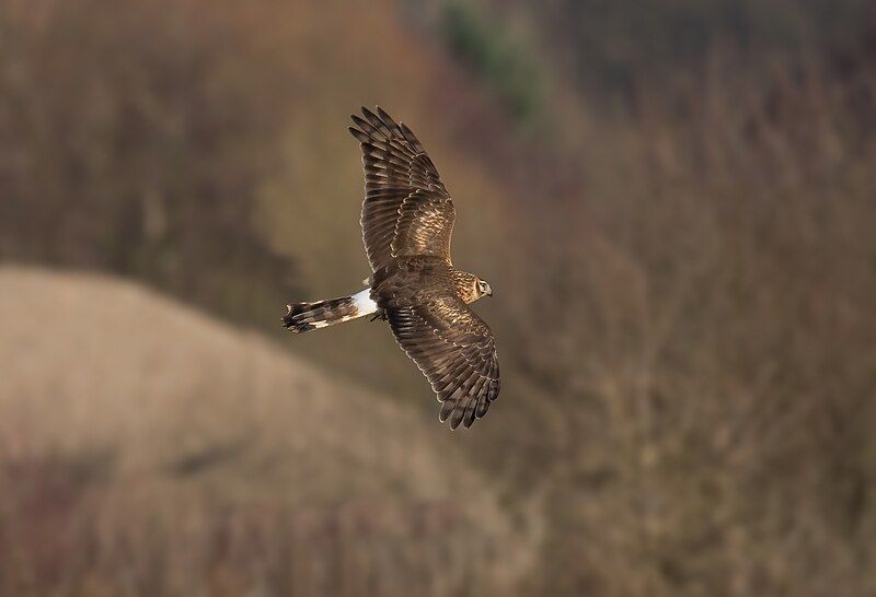 File:Hen Harrier.jpg