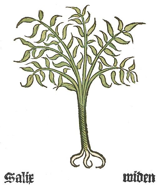 File:Herbarius Salix.jpg