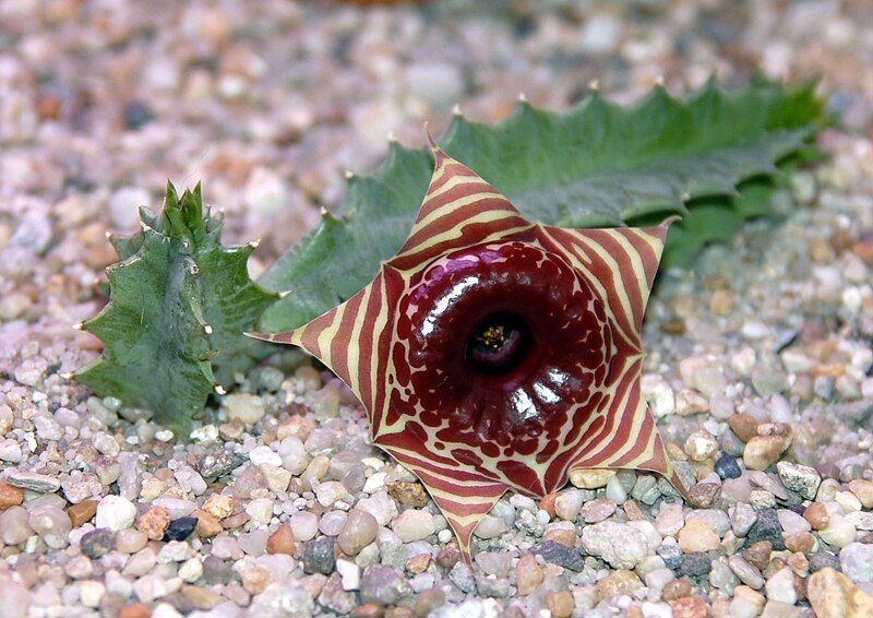 File:Huernia zebrina kwiat.jpg