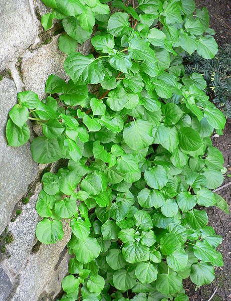 File:Hydrangea Anomala1.jpg