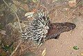 Himalayan crestless porcupine H. b. hodgsoni from India