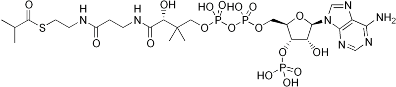 File:Isobutyryl-coenzyme A.png