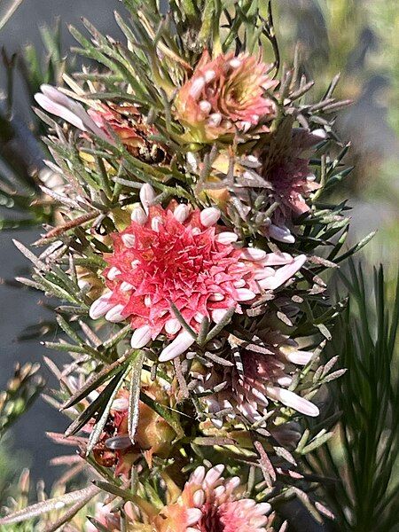 File:Isopogon asper flowers.jpg