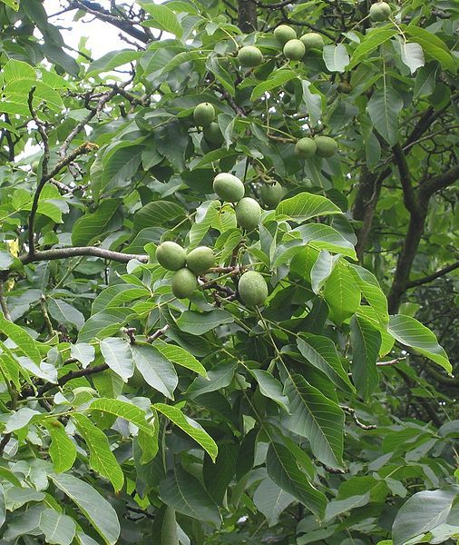 File:Juglans regia Broadview.jpg