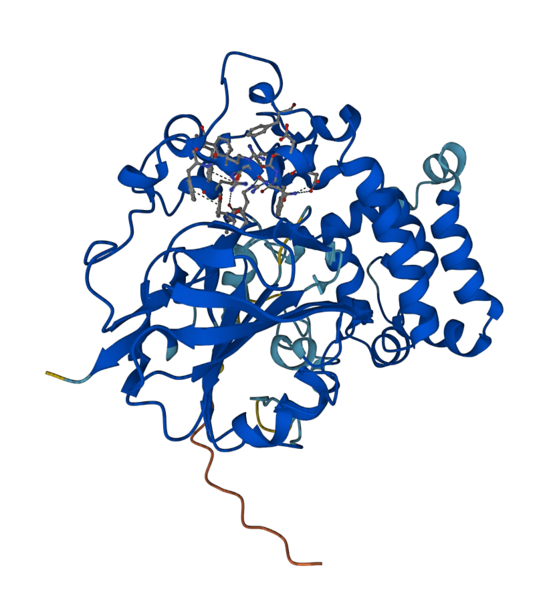 File:L-tryptophan Decarboxylase.png