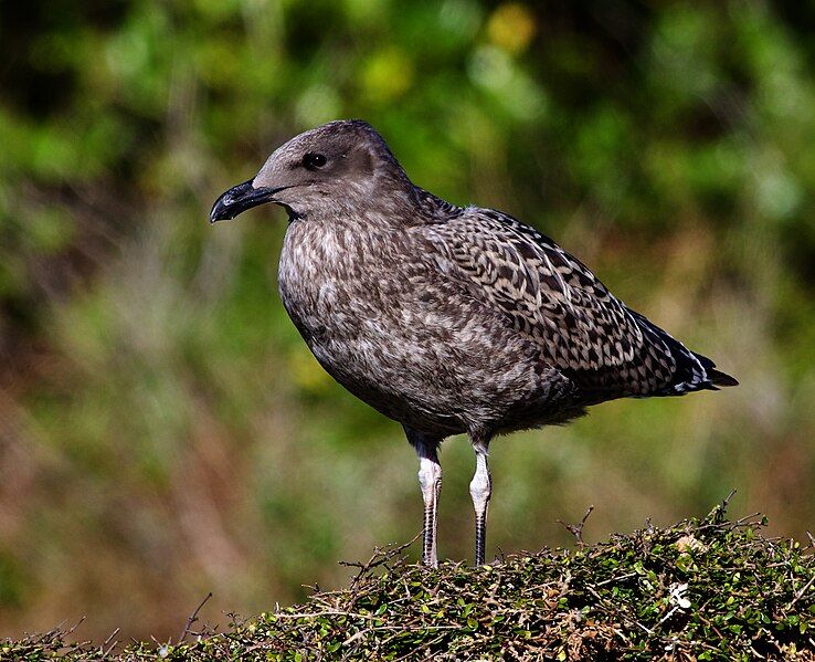 File:Larus dominicanus2.jpg