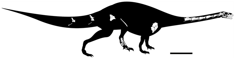 File:Leyesaurus silhouette.png