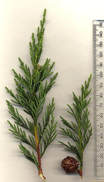 File:Leyland Cypress.jpg