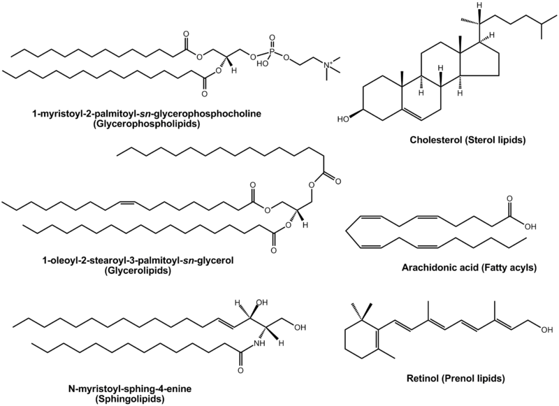 File:Lipid examples.png