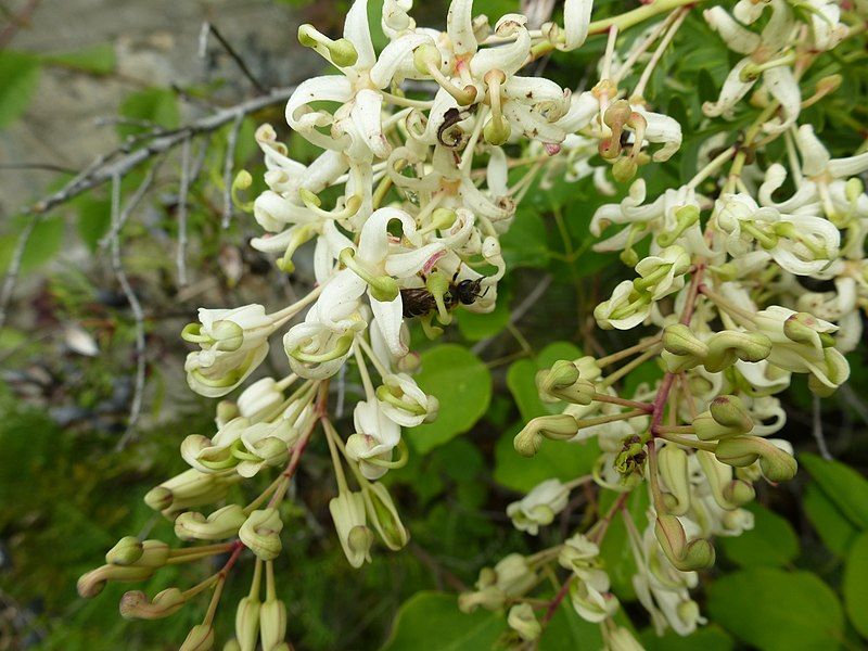 File:Lomatia tinctoria.JPG