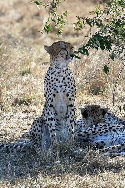 File:Maasai Mara Cheetah.jpg