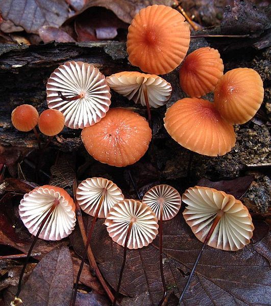 File:Marasmius fulvoferrugineus 246750.jpg