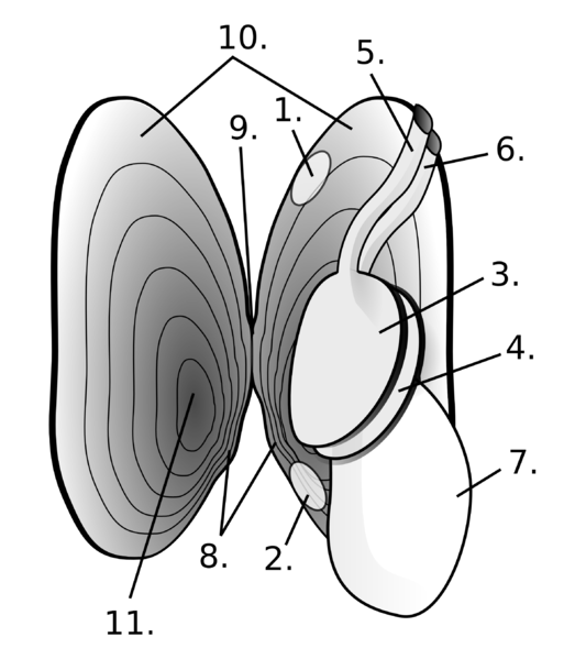 File:Margaritifiera-margaritifiera-Anatomy.png