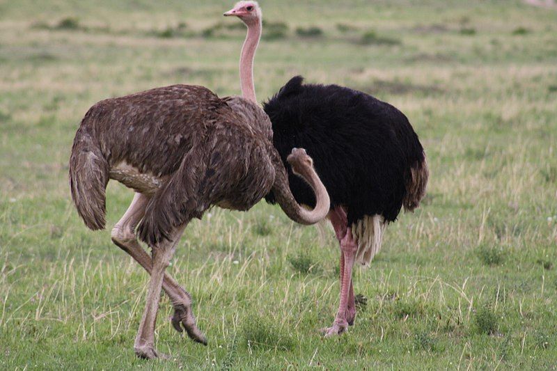 File:Masai Ostrich (7515523078).jpg