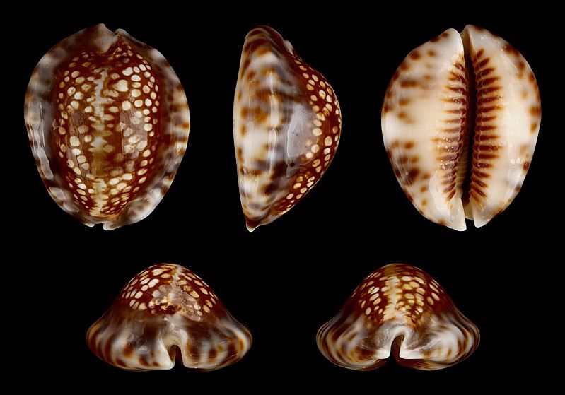 File:Mauritia depressa 01.JPG