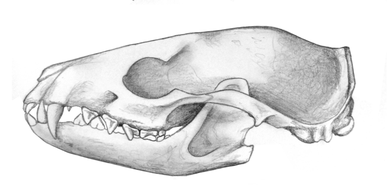 File:Miacisreconstructedskull2.png