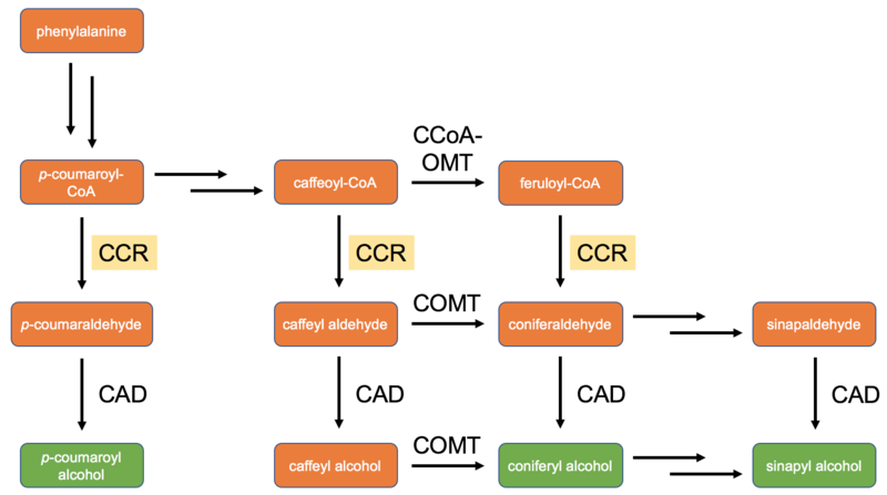 File:Monolignol Biosynthesis Pathway.png