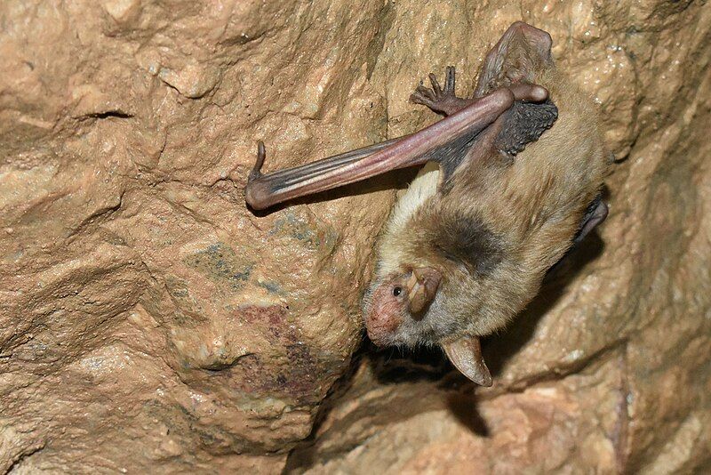 File:Myotis blythii 02.jpg