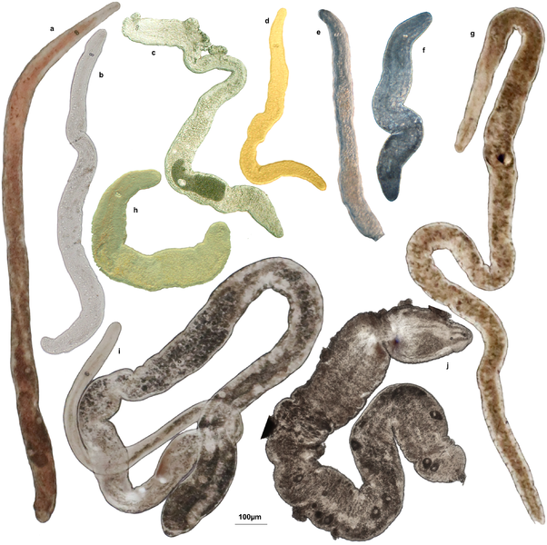 File:Nemertodermatida species.png