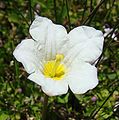 Nierembergia repens the creeping cup flower, a dwarf hardy perennial with large flowers – relative to its size.