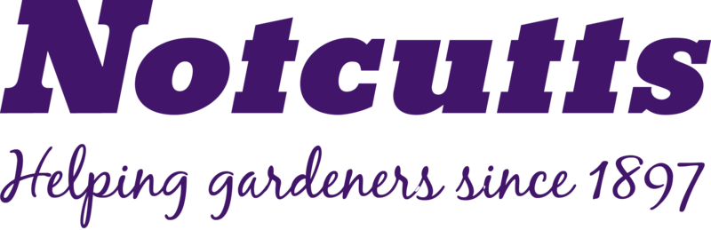 File:Notcutts PURPLE Blackjack.png