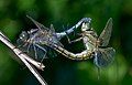 Image 2Sexual reproduction is nearly universal in animals, such as these dragonflies. (from Animal)