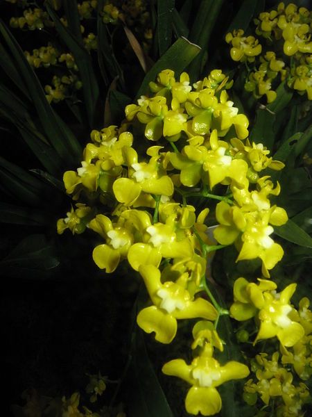 File:Oncidium cheirophorum1.jpg