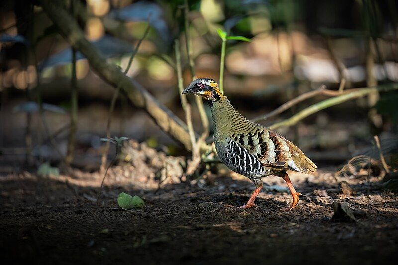 File:Orange-necked Partridge 0A2A0860.jpg