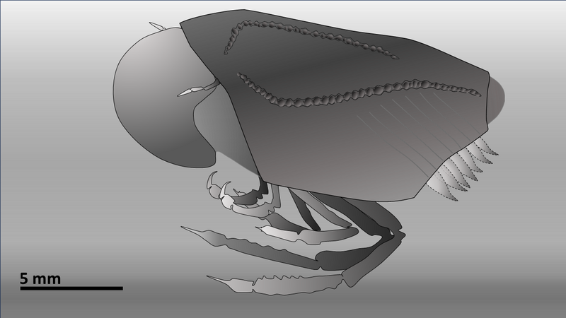 File:Ostenocaris ribeti reconstruction.png