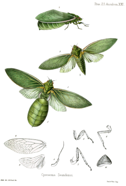 File:PZSL1852PlateAnnulosa21.png