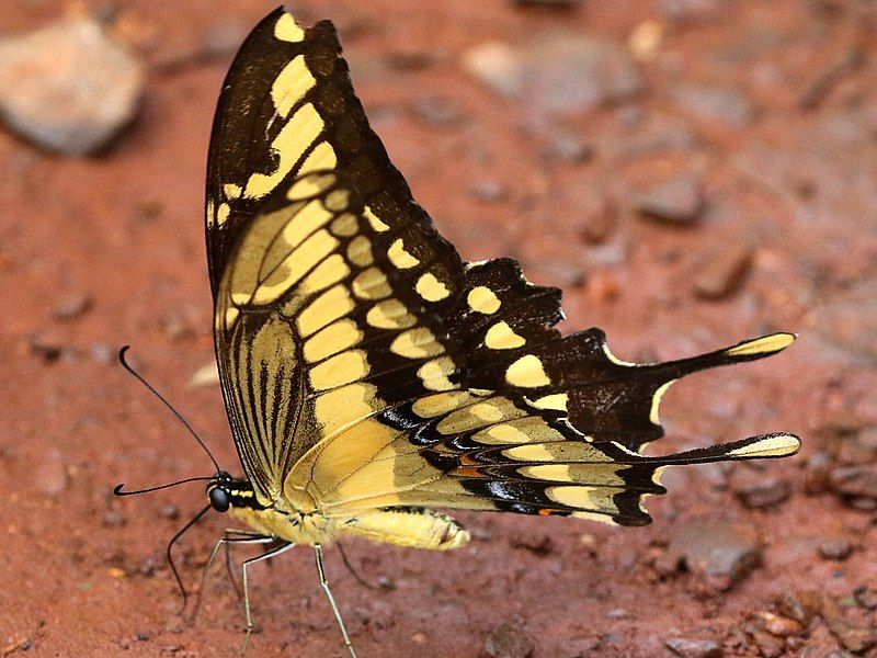 File:Papilio thoas-ventral.jpg