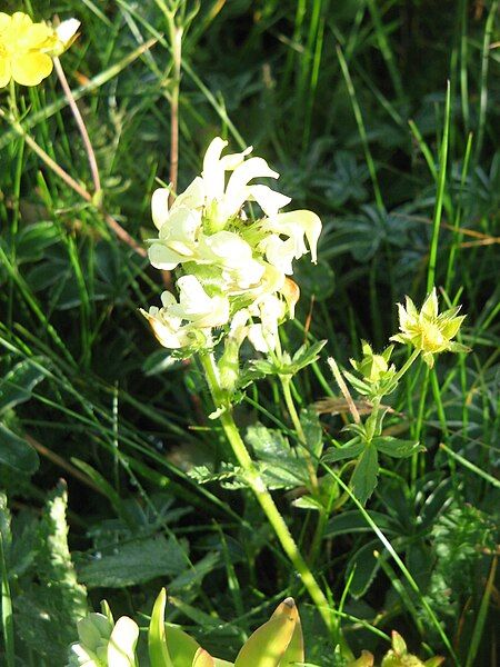 File:Pedicularis ascendens02.jpg