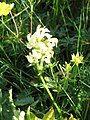 Pedicularis ascendens