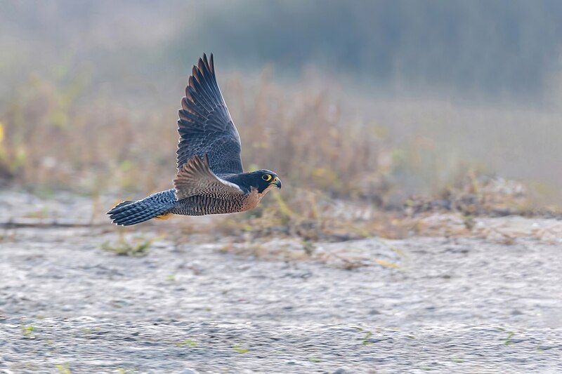 File:Peregrine-Falcon.jpg