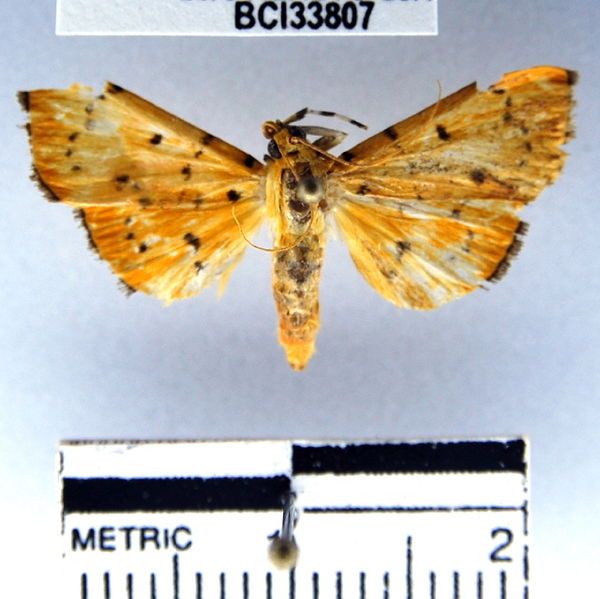 File:Phaedropsis stictigramma.JPG