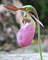 Pink Lady's Slipper orchid