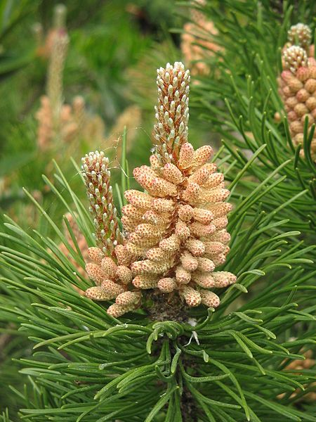 File:Pinus mugo mughus02.jpg