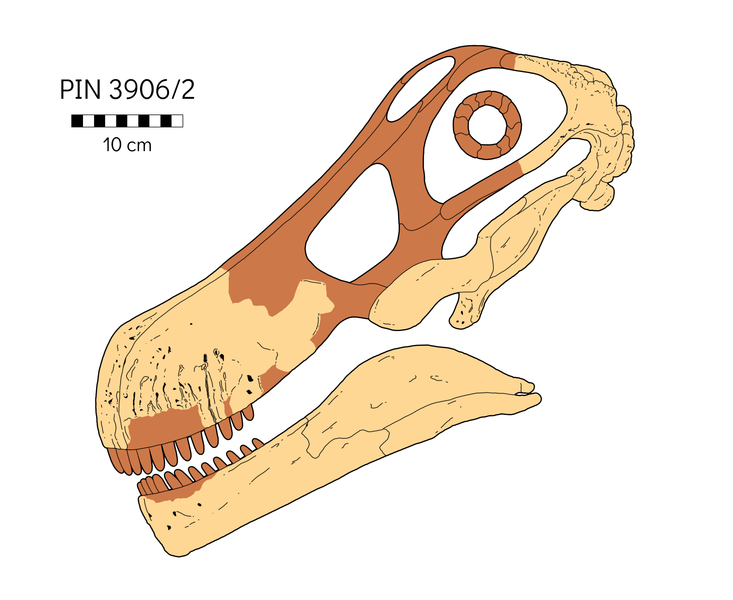 File:Quaesitosaurus skull reconstruction.png