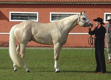 Heavy musculature on a halter horse