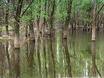 Flooded forest