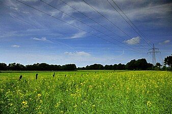 Rapeseed