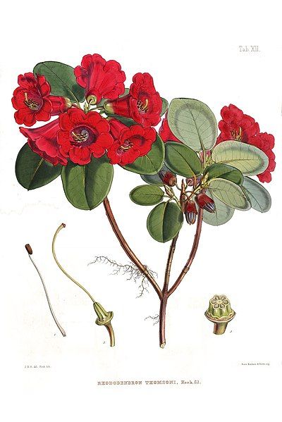 File:Rhododendron thomsonii (Hooker).jpg